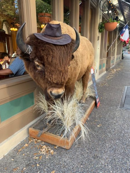 San Antonio Bison