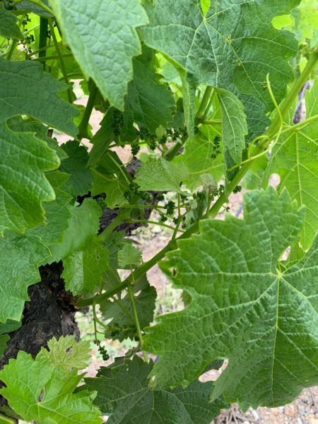 Tiny grape berries - Grapeline Wine Tours