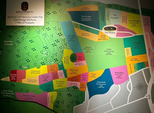 Denbies Wine Estate Grape Variety Map showing the plots for each of the different grape varieties on the property.