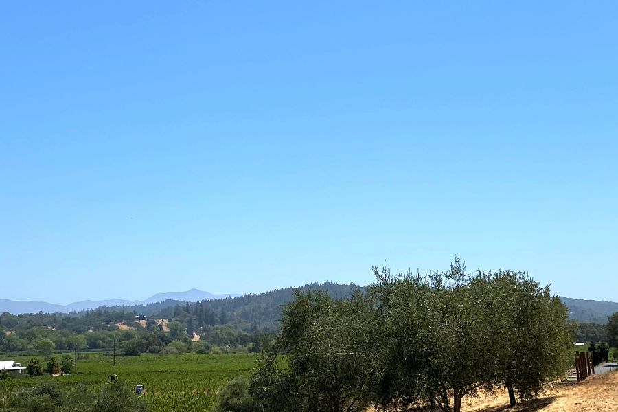 View looking down the hill at Bella over a field of grape vines - great wineries in Sonoma