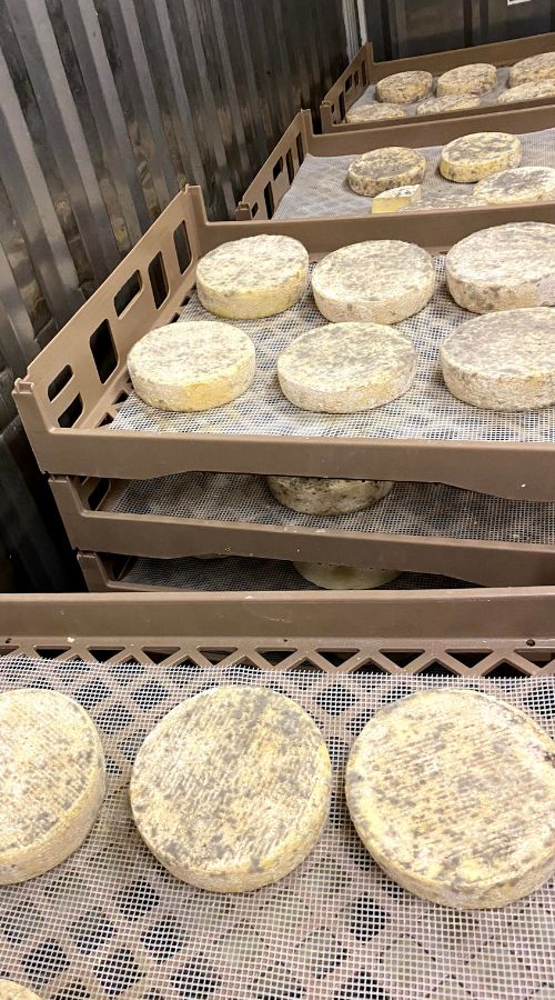 Bohemian Creamery aging cheese from the California Cheese Trail: Sonoma Loop 2
