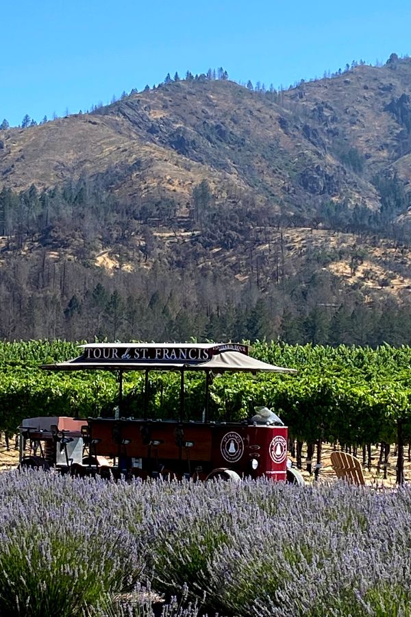 St. Francis Winery Pedal Trolly behind lavender bushes with vineyard behind.