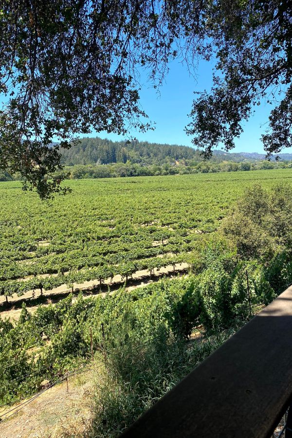 Vineyard view over the railing from Wilson Winery Tasting Deck - great wineries in Sonoma